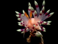   Flabellina exoptata. exoptata  